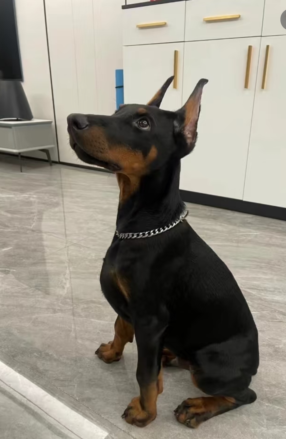 杜宾犬